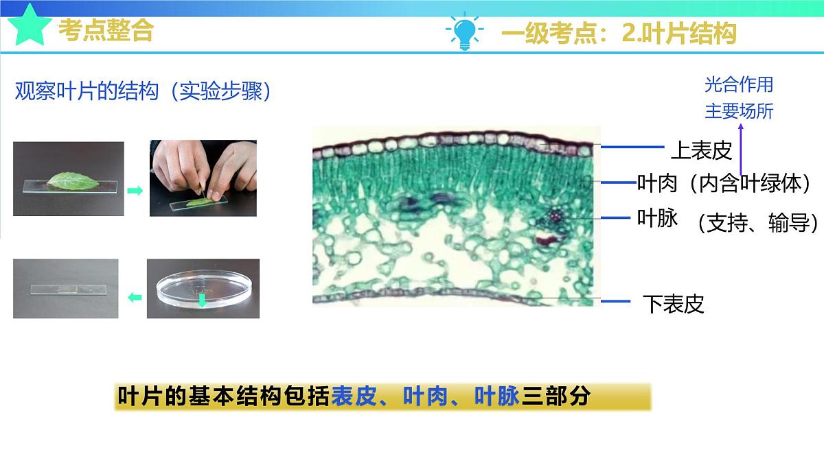 植物能进行光合作用等生命活动(济南版2024)2025学年七年级生物下学期期末考点大串讲济南版课件第5页
