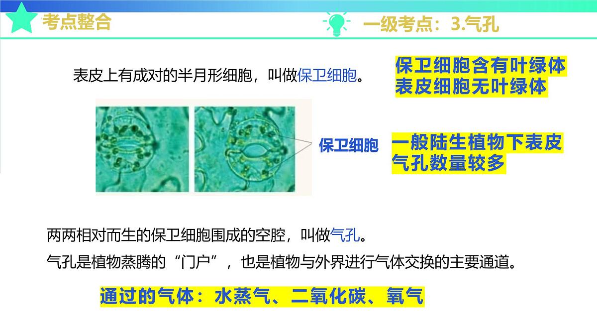 植物能进行光合作用等生命活动(济南版2024)2025学年七年级生物下学期期末考点大串讲济南版课件第6页