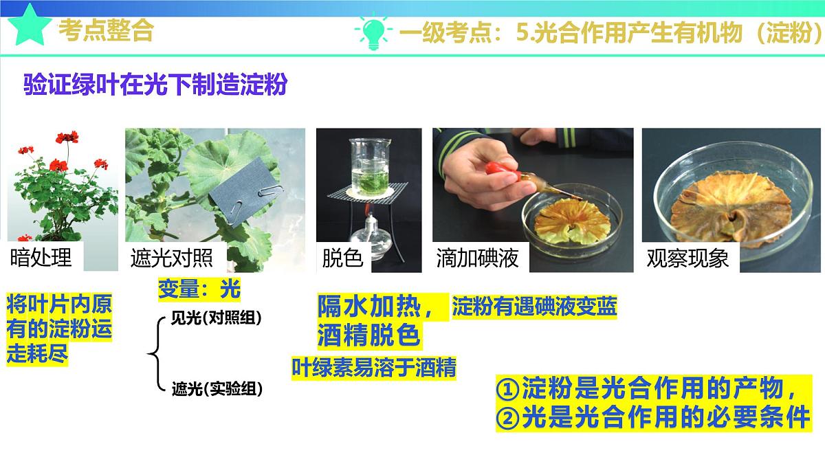 植物能进行光合作用等生命活动(济南版2024)2025学年七年级生物下学期期末考点大串讲济南版课件第8页