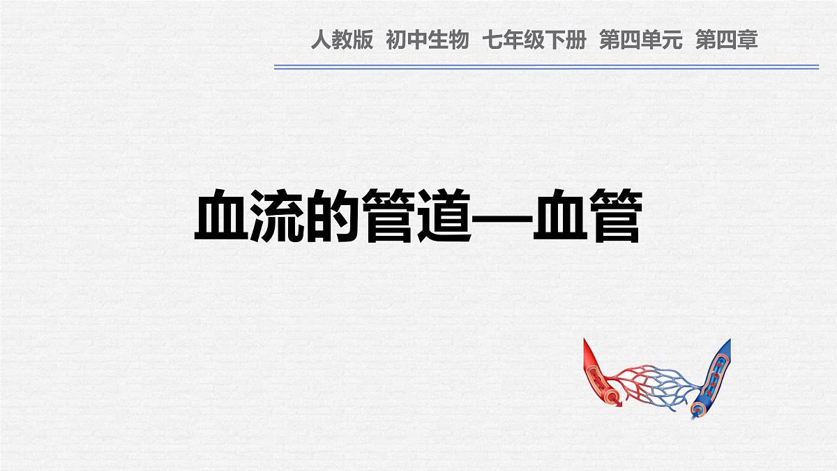 初中生物 人教版(2024)七年级下册4.4.2 血流的管道——血管 课件第1页