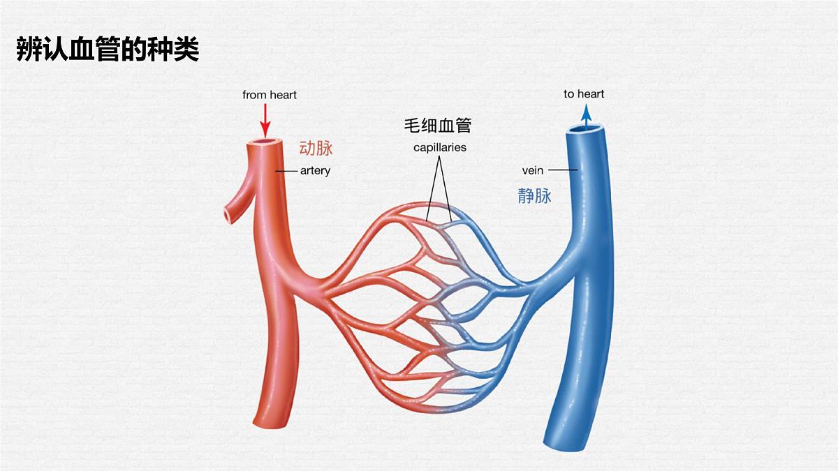 初中生物 人教版(2024)七年级下册4.4.2 血流的管道——血管 课件第4页