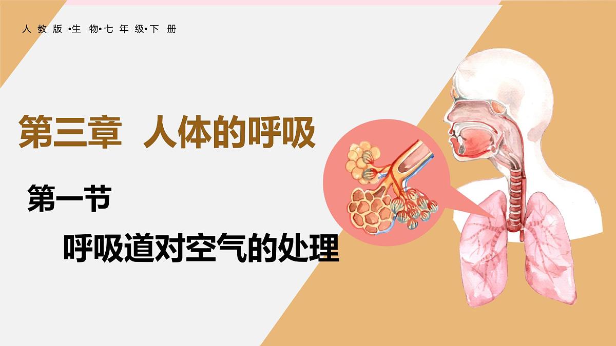 4.3.1 呼吸道对空气的处理 课件-2024--2025学年人教版生物七年级下册第2页