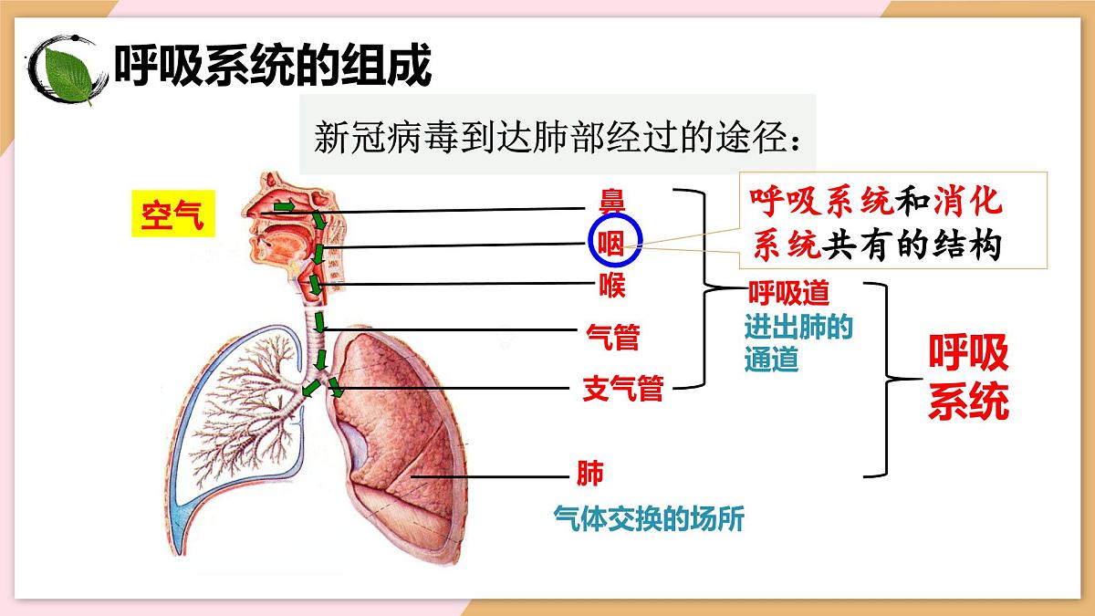 4.3.1 呼吸道对空气的处理 课件-2024--2025学年人教版生物七年级下册第5页