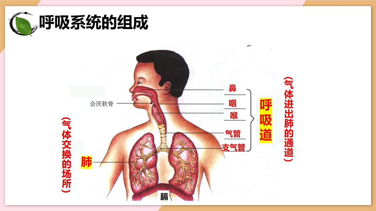 4.3.1 呼吸道对空气的处理 课件-2024--2025学年人教版生物七年级下册第6页