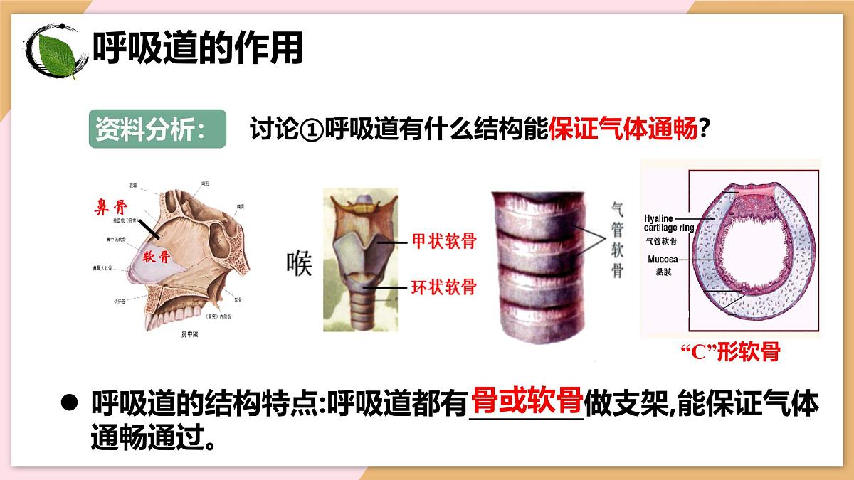 4.3.1 呼吸道对空气的处理 课件-2024--2025学年人教版生物七年级下册第8页