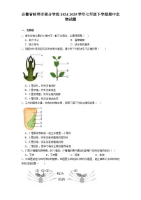 安徽省蚌埠市部分学校2024-2025学年七年级下学期期中 生物试题(含解析)