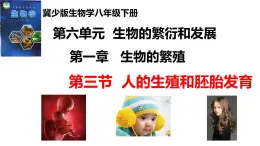 2025年春冀少版生物八年級下冊上課課件 6.1.3 人的生殖和胚胎發(fā)育
