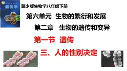2025年春冀少版生物八年級下冊上課課件 6.2.1.3 遺傳（三、人的相別決定）
