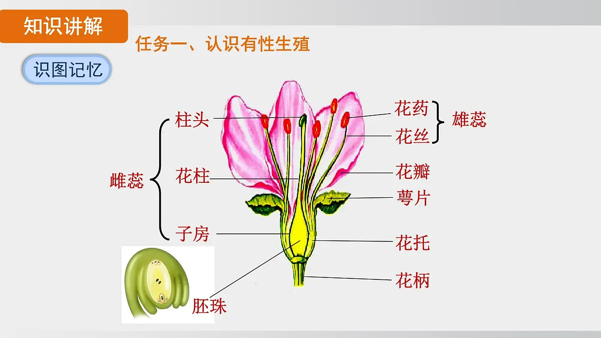 2025年春人教版生物八年级下册上课课件 第七单元第一章第一节第7页
