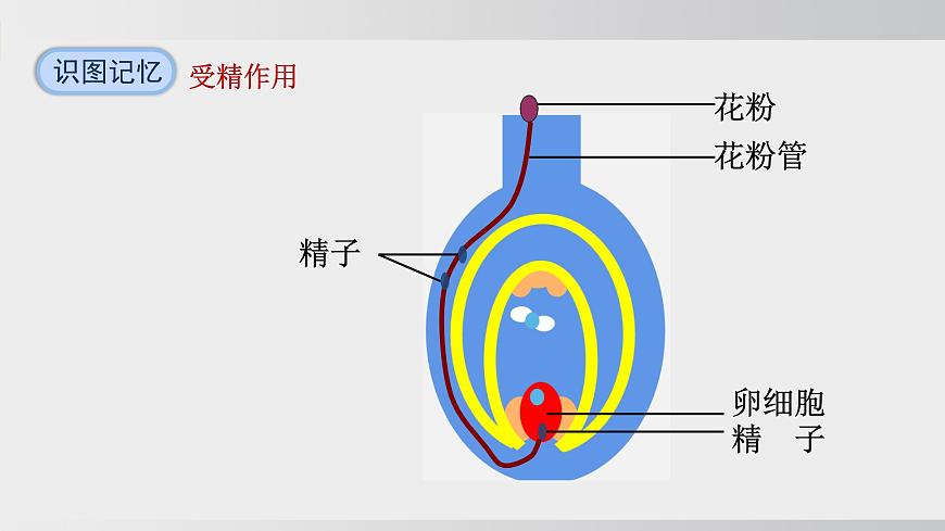 2025年春人教版生物八年級下冊上課課件 第七單元第一章第一節(jié)第8頁