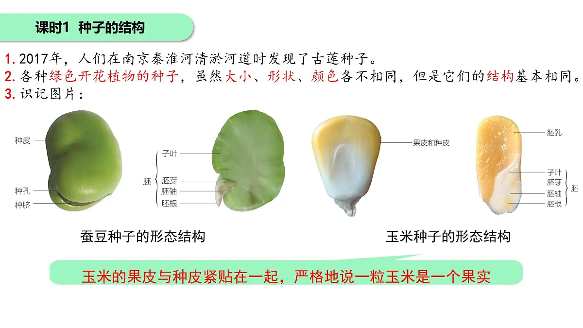 初中 生物 苏科版(2024)七年级下册5.11.1种子的萌发+5.11.2植物的生长 课件第4页