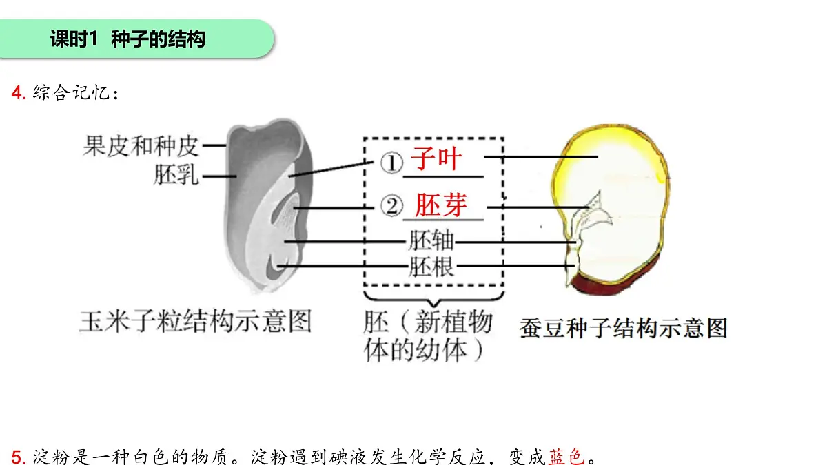初中 生物 苏科版(2024)七年级下册5.11.1种子的萌发+5.11.2植物的生长 课件第5页