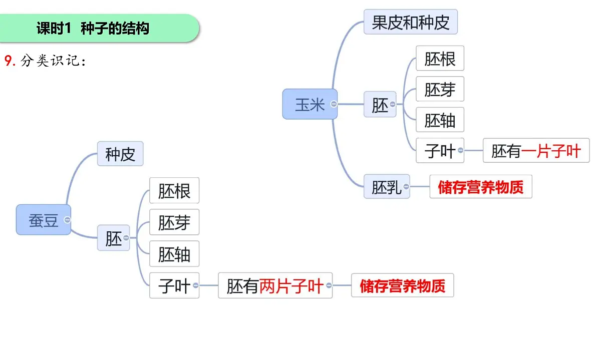 初中 生物 苏科版(2024)七年级下册5.11.1种子的萌发+5.11.2植物的生长 课件第8页
