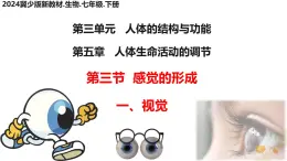 初中 生物 冀少版（2024）七年級(jí)下冊(cè)3.5.3.1 感覺的形成-視覺 課件