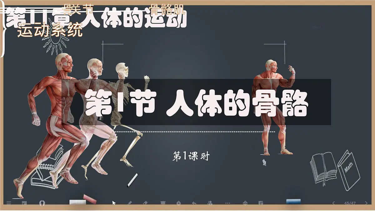 初中 生物 北师大版(2024)七年级下册4.11.1 人体的骨骼第1课时 课件第1页
