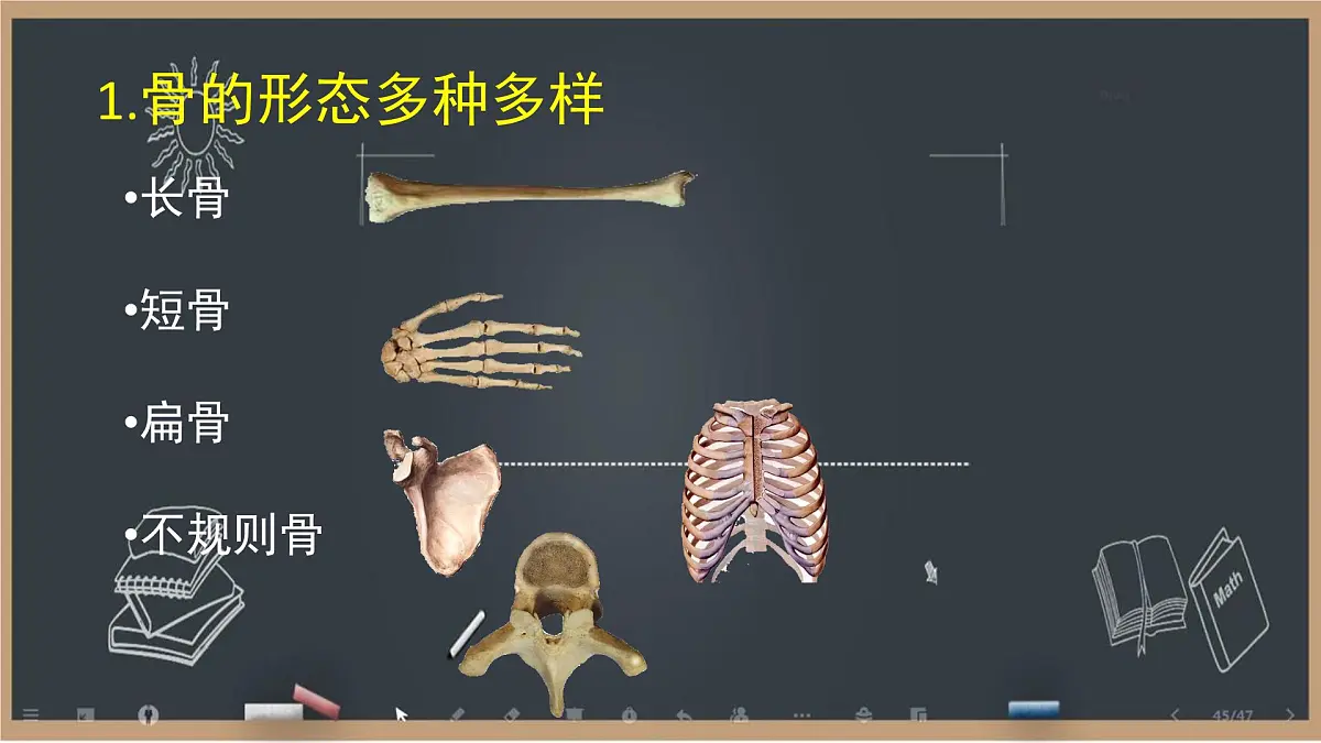 初中 生物 北师大版(2024)七年级下册4.11.1 人体的骨骼第1课时 课件第6页