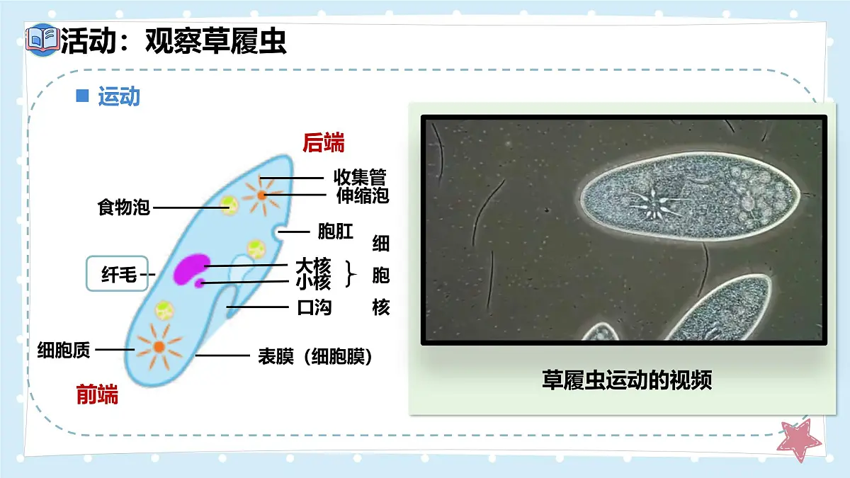 2.2.2细胞是生命活动的单位-第1课时——初中生物学北师大版(2024)七年级上册课件第7页