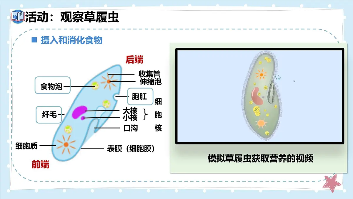 2.2.2细胞是生命活动的单位-第1课时——初中生物学北师大版(2024)七年级上册课件第8页
