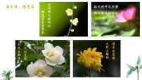 苏教版（2024）七年级下册（2024）植物的繁殖多媒体教学ppt课件