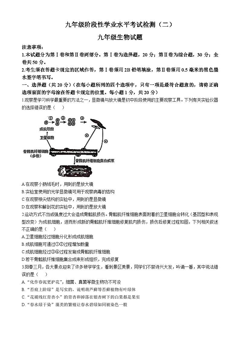 2025年山东省菏泽市菏泽经济技术开发区九年级中考二模生物试题(中考模拟)第1页