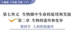 2025年春人教版生物八年級下冊教學(xué)課件 第7單元 第2章 第4節(jié) 人的性別遺傳