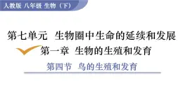 2025年春人教版生物八年級下冊教學(xué)課件 第7單元 第1章 第4節(jié) 鳥的生殖和發(fā)育