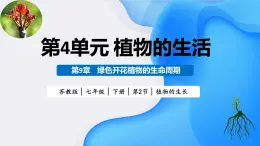 2025年春蘇教版生物七年級(jí)下冊(cè)教學(xué)課件 4.9.2 植物的生長