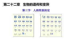 2025年春蘇教版生物八年級下冊教學(xué)課件 第22章  第3節(jié) 人的性別決定