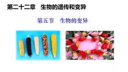 2025年春蘇教版生物八年級下冊教學(xué)課件 第22章  第5節(jié) 生物的變異