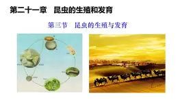 2025年春蘇教版生物八年級下冊教學(xué)課件 第21章  第3節(jié) 昆蟲的生殖與發(fā)育