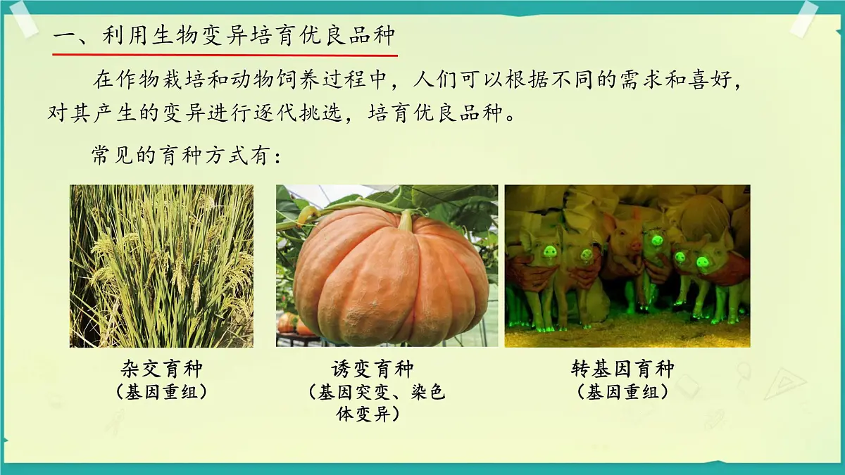 初中 生物 济南版(2024)七年级下册4.3.5 生物育种技术促进农业发展 课件第3页