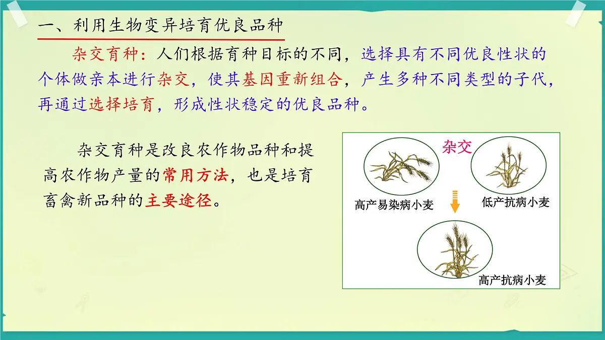 初中 生物 济南版(2024)七年级下册4.3.5 生物育种技术促进农业发展 课件第4页