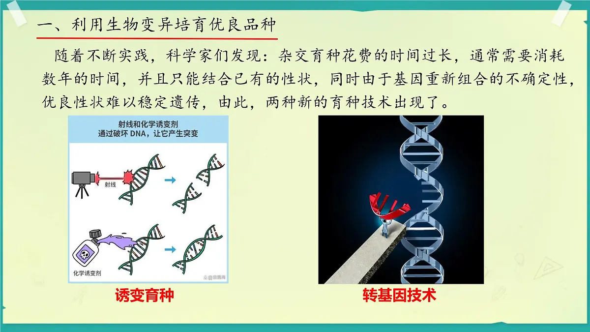 初中 生物 济南版(2024)七年级下册4.3.5 生物育种技术促进农业发展 课件第6页