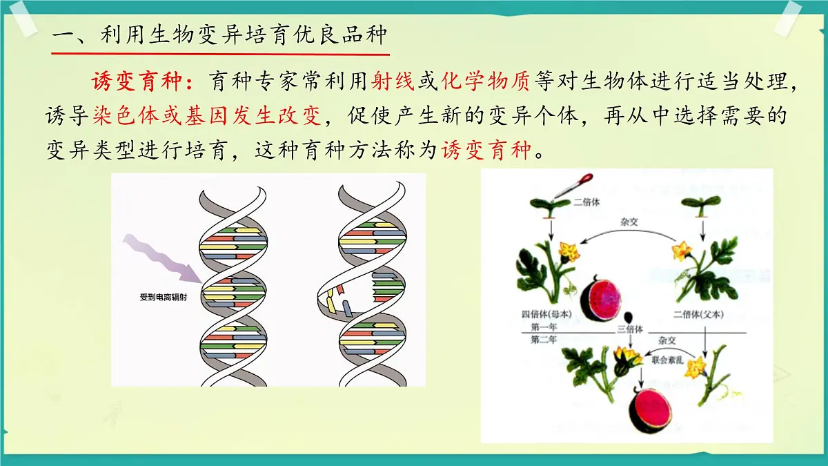 初中 生物 济南版(2024)七年级下册4.3.5 生物育种技术促进农业发展 课件第7页