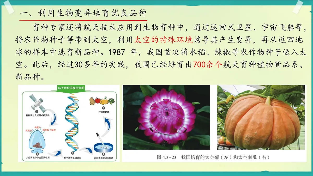初中 生物 济南版(2024)七年级下册4.3.5 生物育种技术促进农业发展 课件第8页