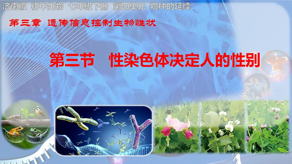 初中 生物 济南版(2024)七年级下册4.3.3 性染色体决定人的性别 课件第1页