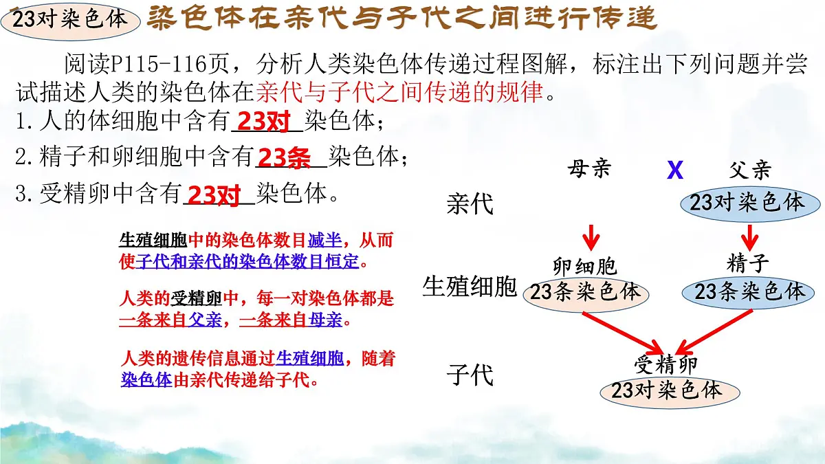 初中 生物 济南版(2024)七年级下册4.3.3 性染色体决定人的性别 课件第4页
