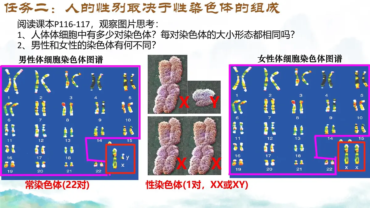 初中 生物 济南版(2024)七年级下册4.3.3 性染色体决定人的性别 课件第6页