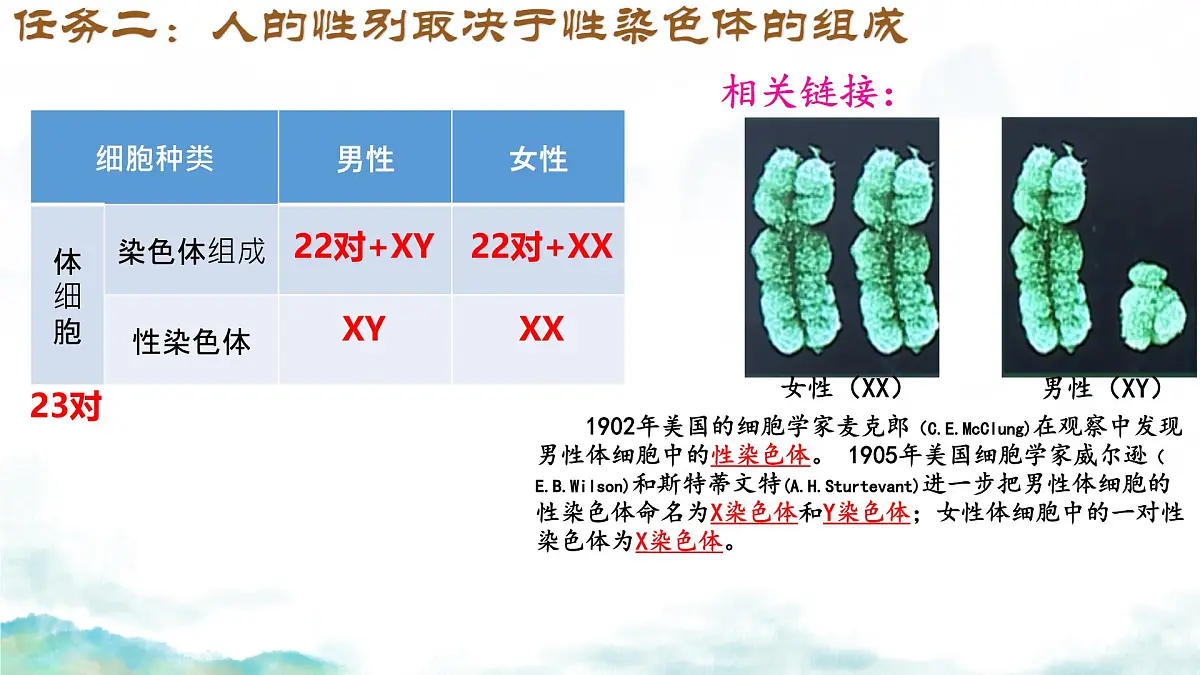 初中 生物 济南版(2024)七年级下册4.3.3 性染色体决定人的性别 课件第7页