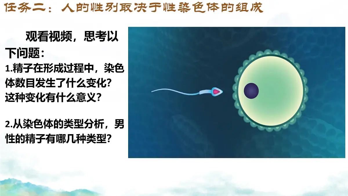 初中 生物 济南版(2024)七年级下册4.3.3 性染色体决定人的性别 课件第8页