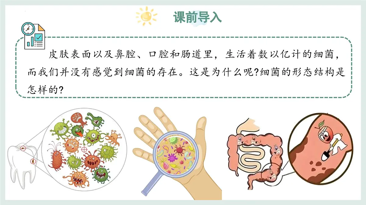 2.2.2细菌课件-2024--2025学年冀少版生物七年级上册第3页