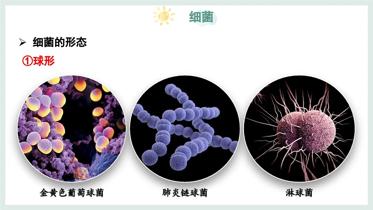 2.2.2细菌课件-2024--2025学年冀少版生物七年级上册第6页