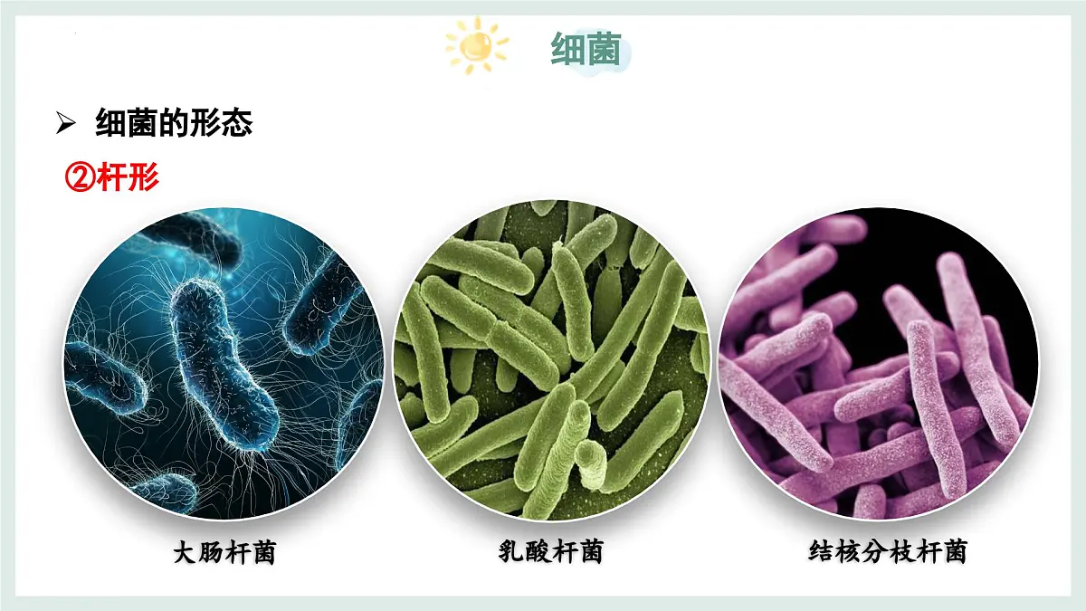 2.2.2细菌课件-2024--2025学年冀少版生物七年级上册第7页
