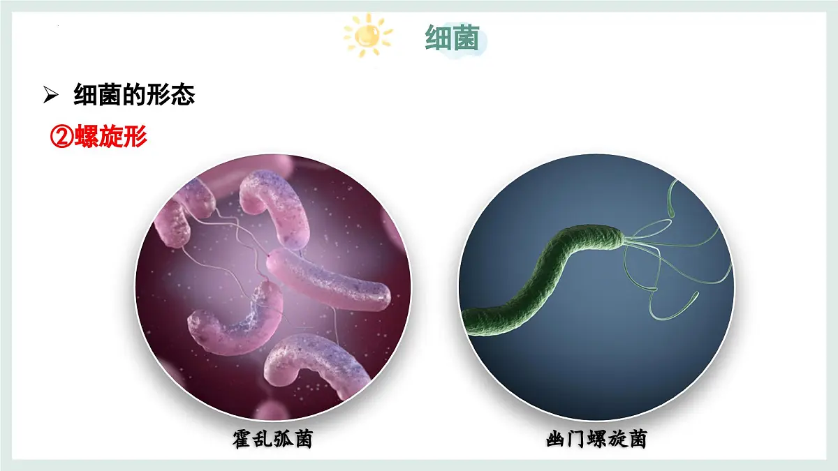 2.2.2细菌课件-2024--2025学年冀少版生物七年级上册第8页