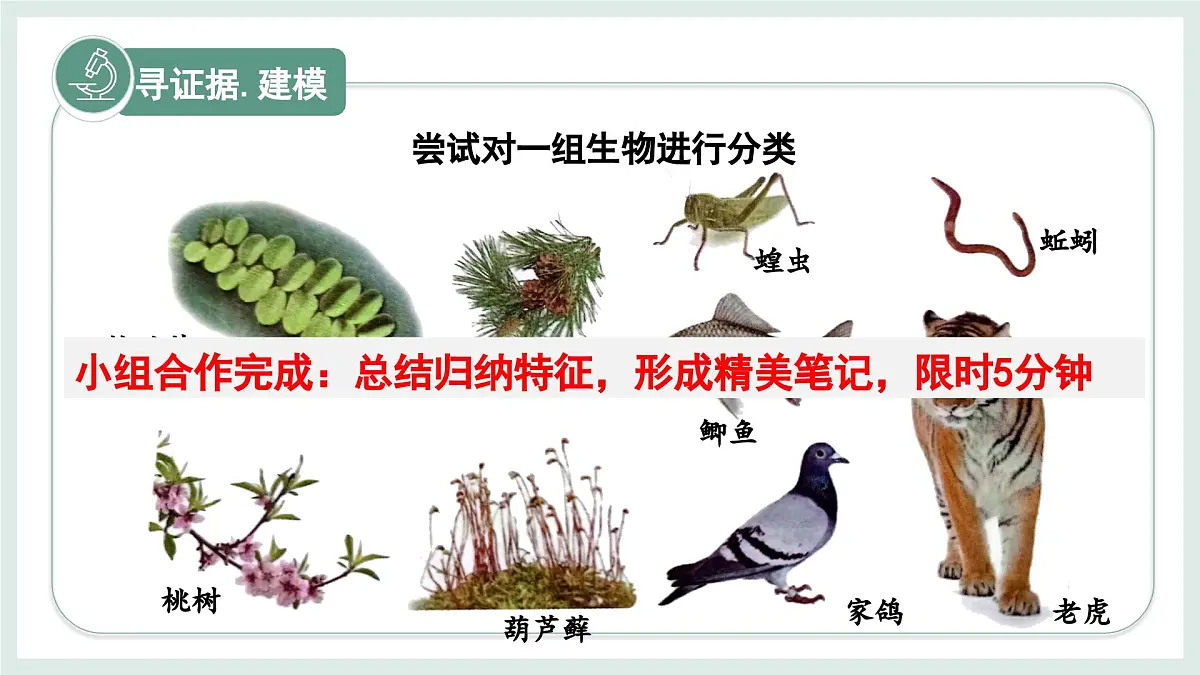 2.3.1生物的分类课件-2024--2025学年冀少版生物七年级上册第4页