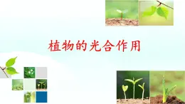 初中 生物 蘇教版（2024）七年級(jí)下冊(cè)4.11.1 植物的光合作用 課件