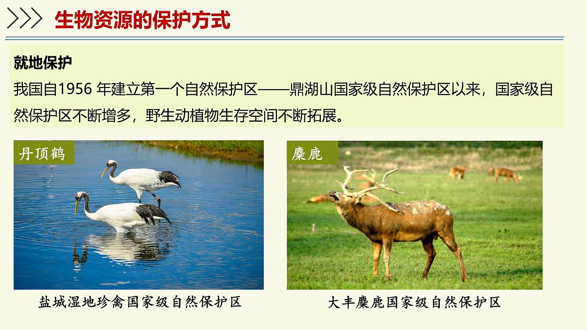 2.6.3生物资源的保护(教学课件)——初中生物学苏教版(2024)七年级上册第6页