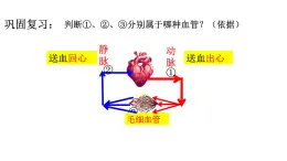 初中 生物 人教版（2024）七年級下冊4.4.3 輸送血液的泵——心臟 課件