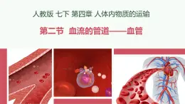 初中 生物 人教版（2024）七年級下冊4.4.2 血流的管道——血管 課件