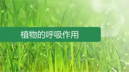 初中 生物 蘇教版（2024）七年級(jí)下冊(cè)4.11.2 植物的呼吸作用 課件